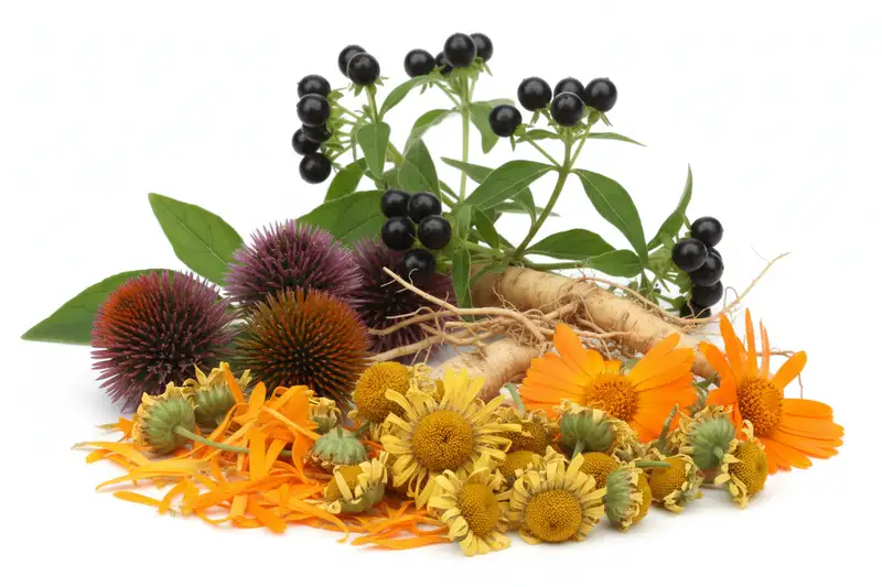 Traumeel enthält 14 Wirkstoffe: Einige als Urtinktur in messbarer Konzentration, andere in hoher homöopathischer Verdünnung