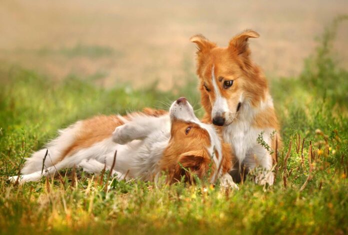 Zwei Hunde liegen auf der Wiese