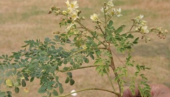 Moringa Baum